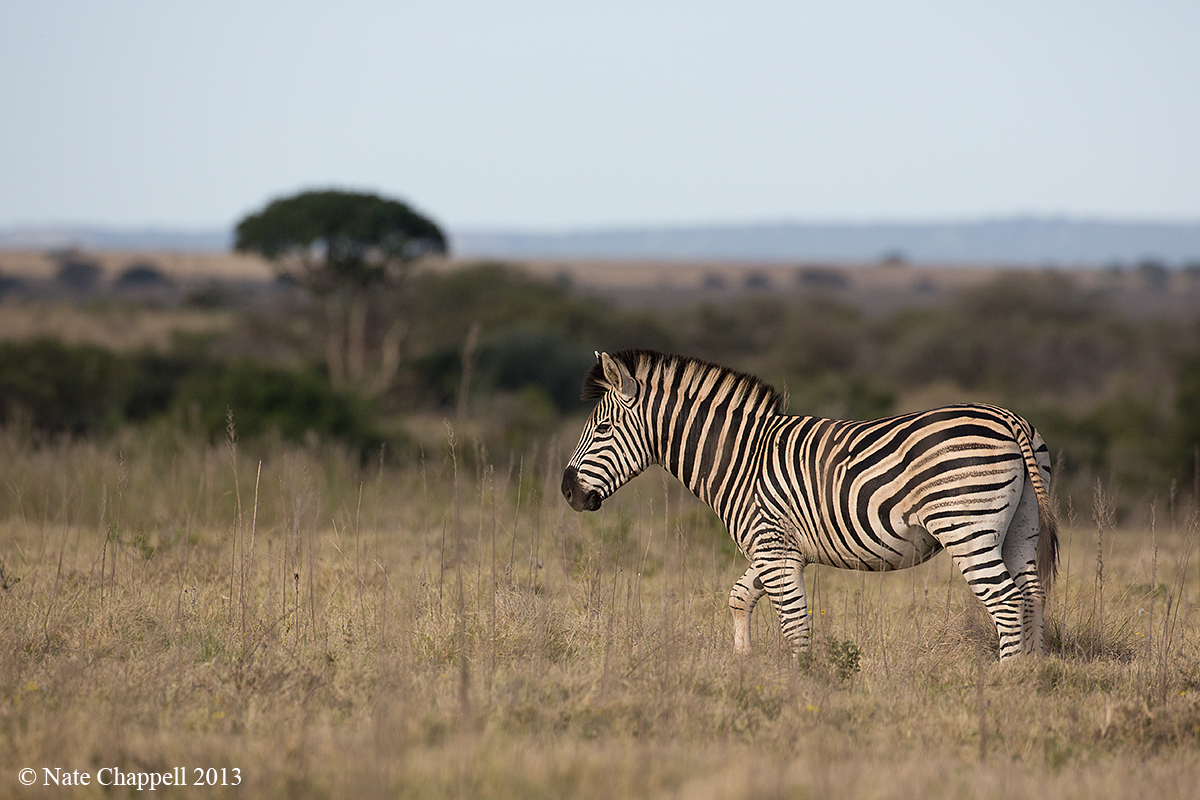 Burchell's Zebra