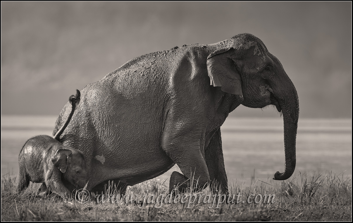 Elephant n young