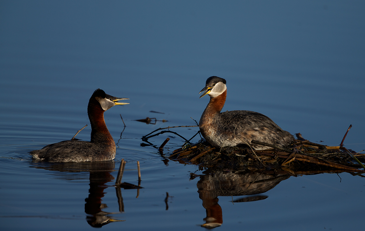 Red-necked Grebe