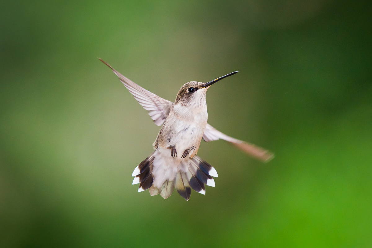 Female Hummingbird