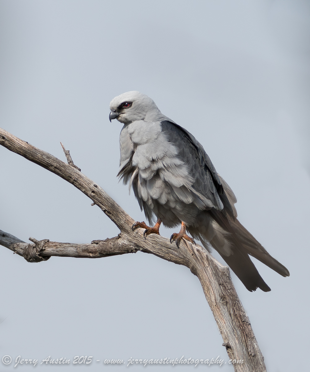 Mississippi Kite
