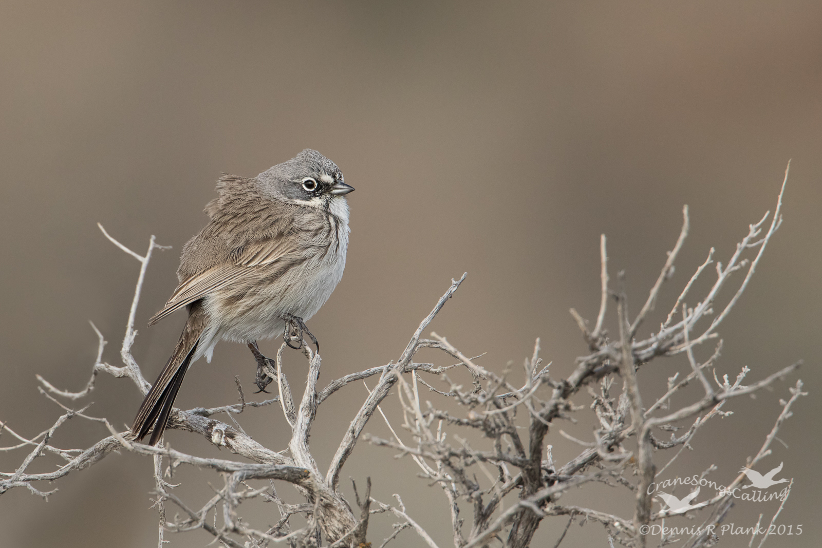 Sage Sparrow