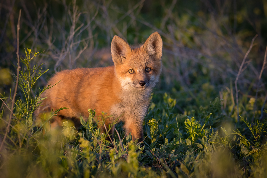 Out of the Thicket