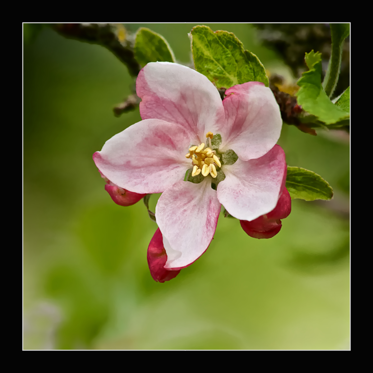 Apple Blossom #2