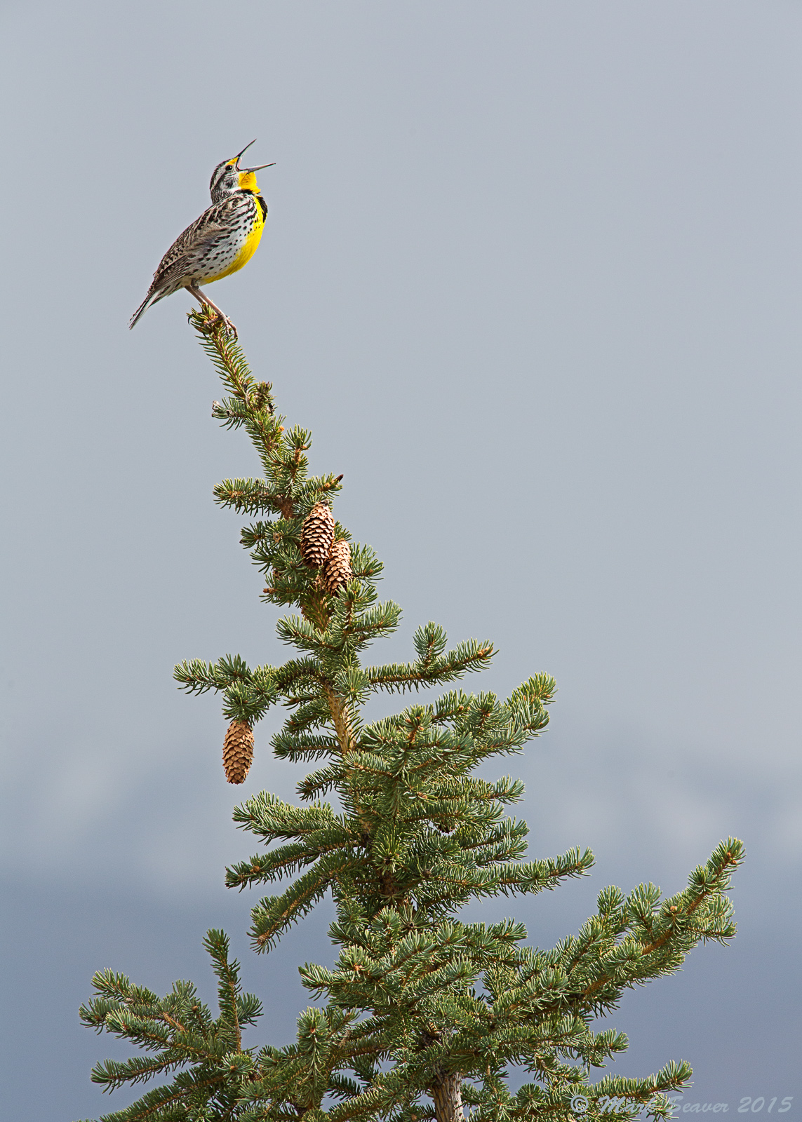 Fullthroat Meadowlark