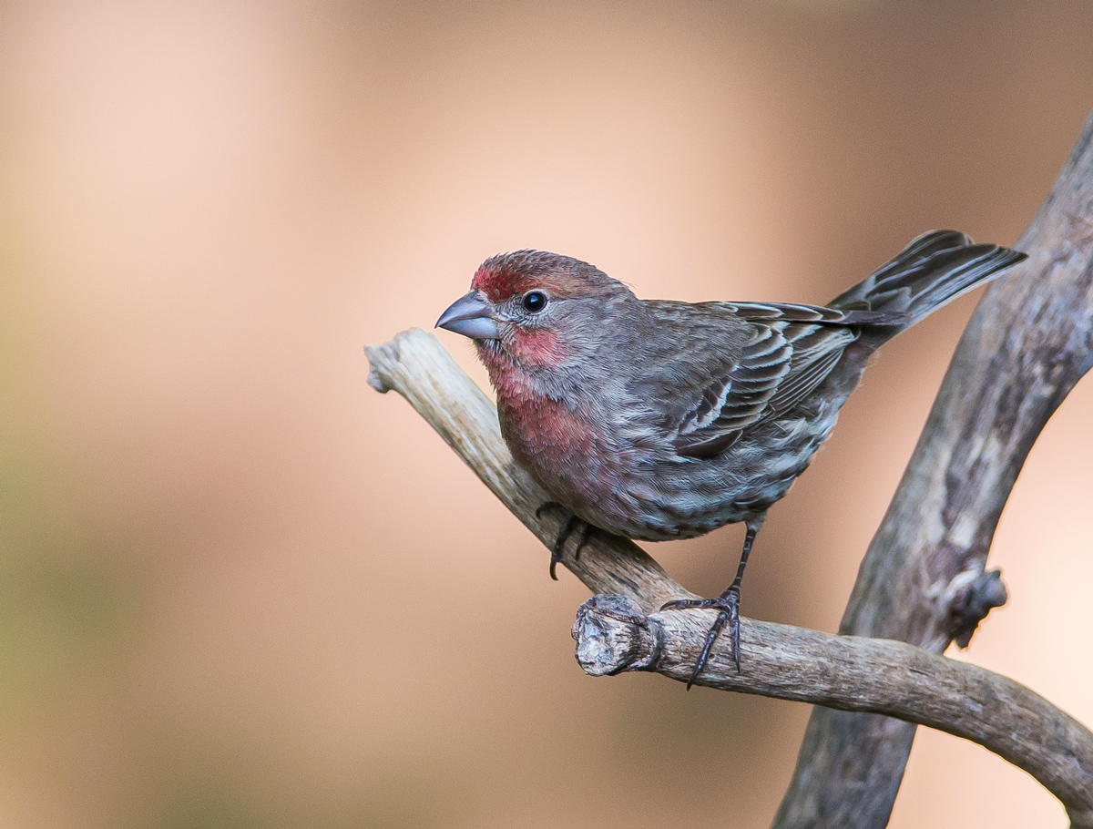 House Finch