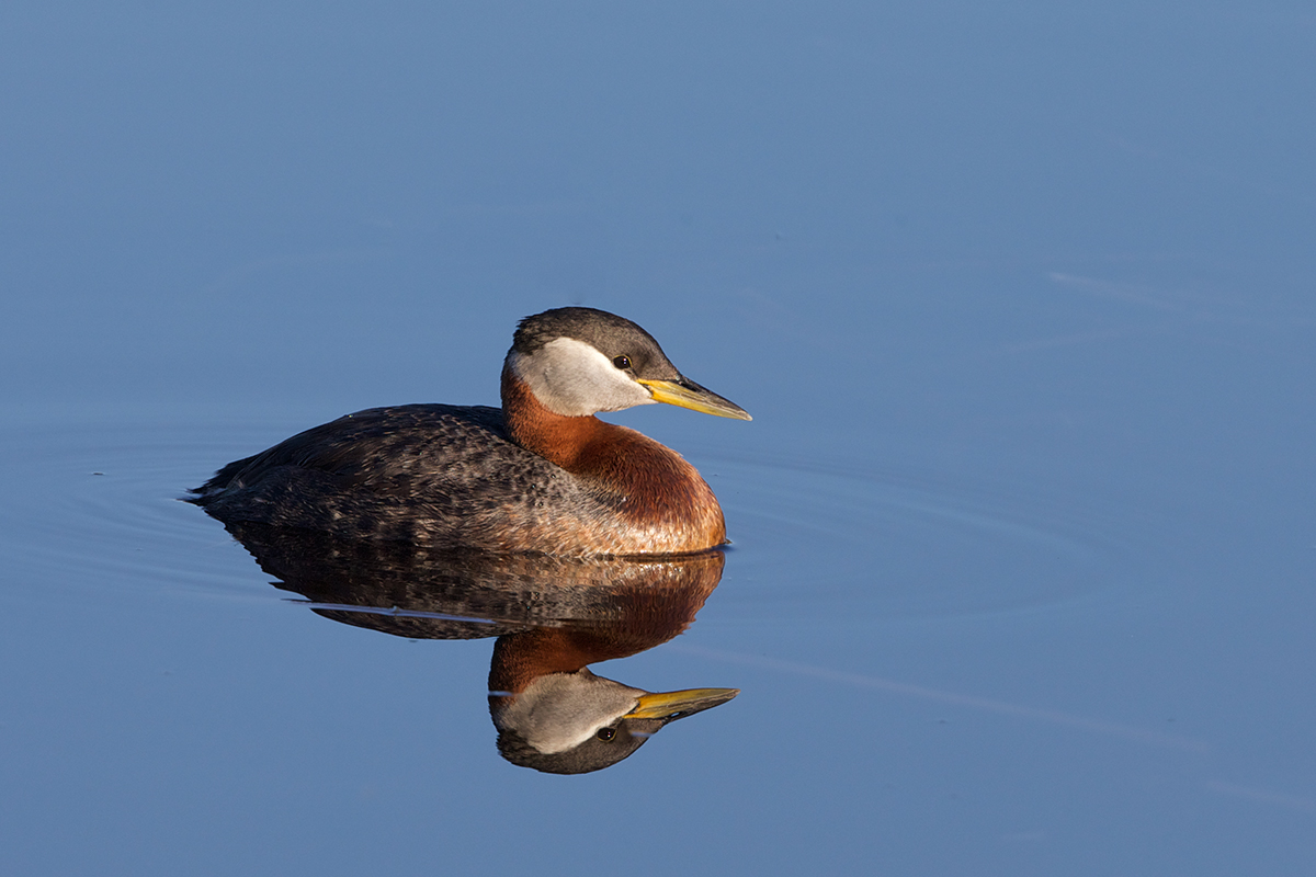 Red-necked Grebe Drake