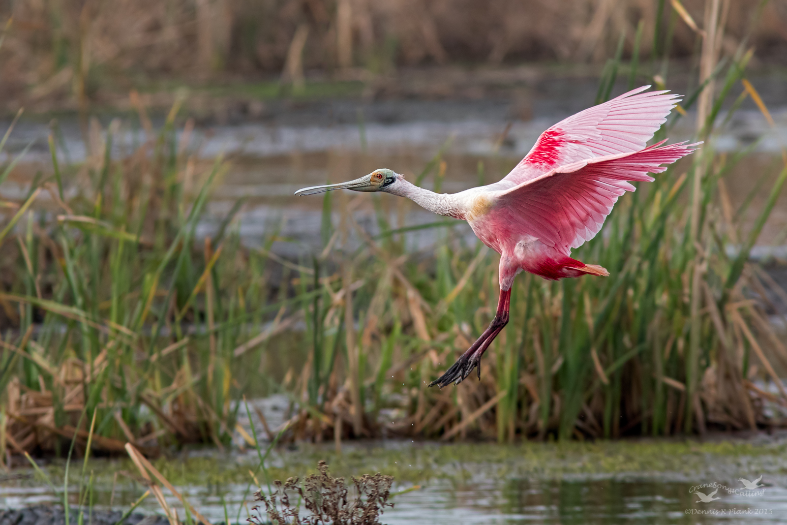 Spoonbill