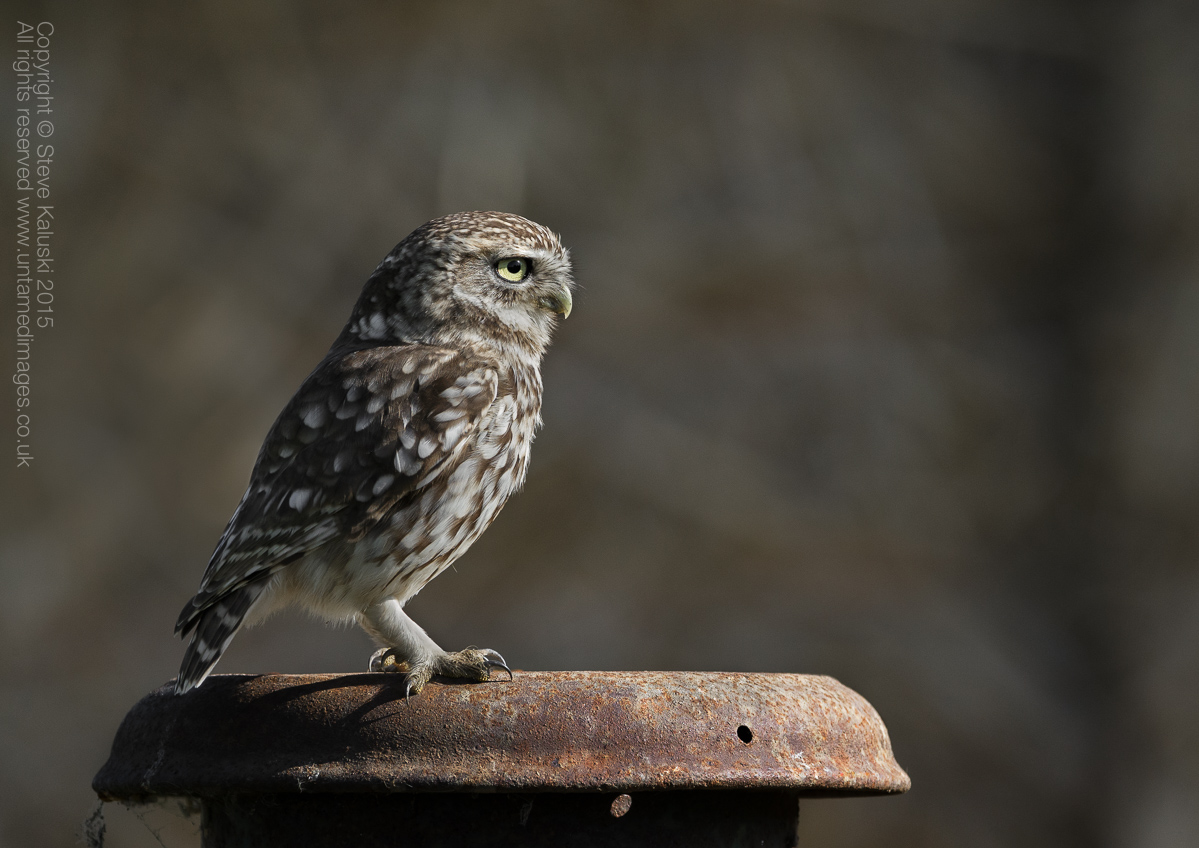 Little owl on milk churn