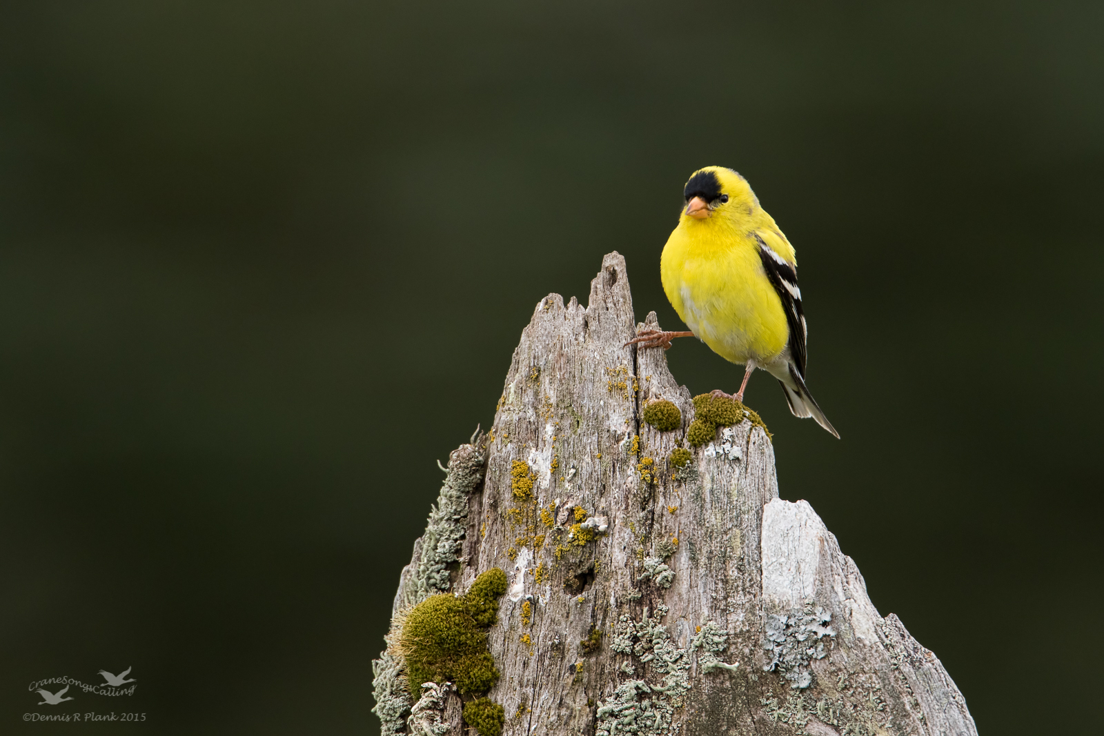 American Goldfinch