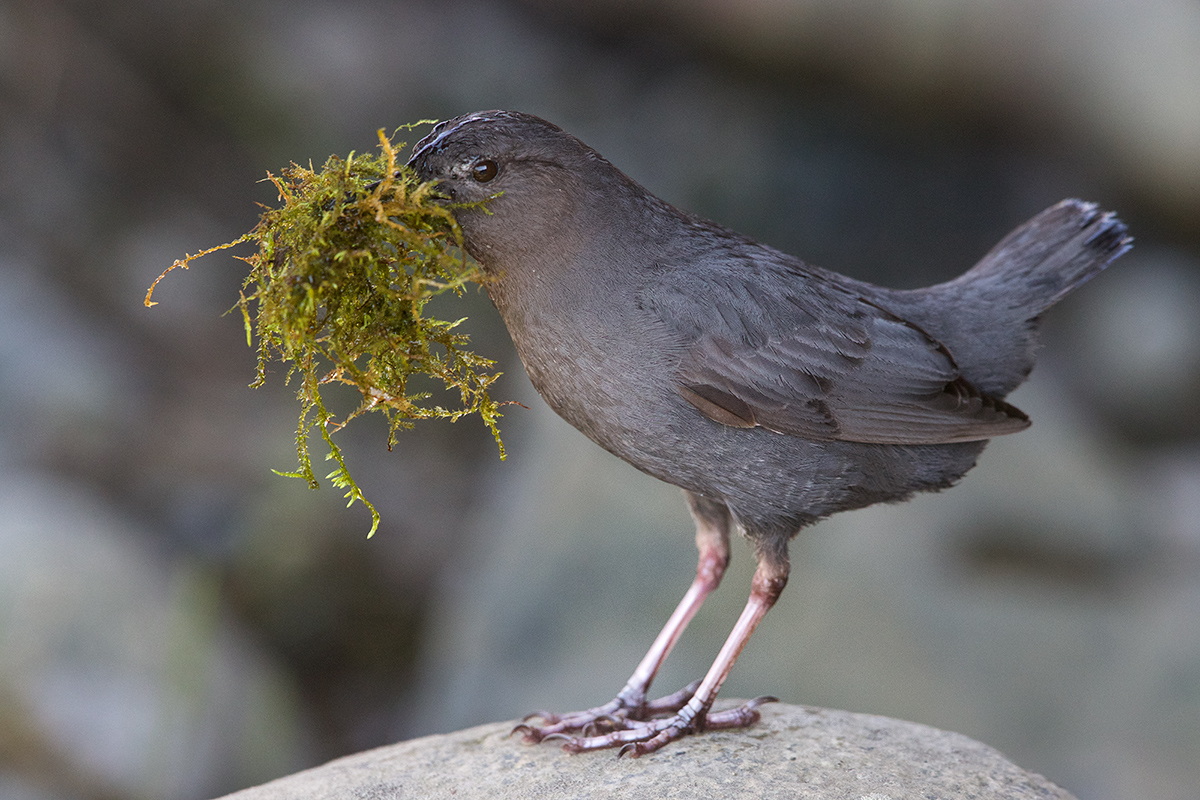 Working on the Nest
