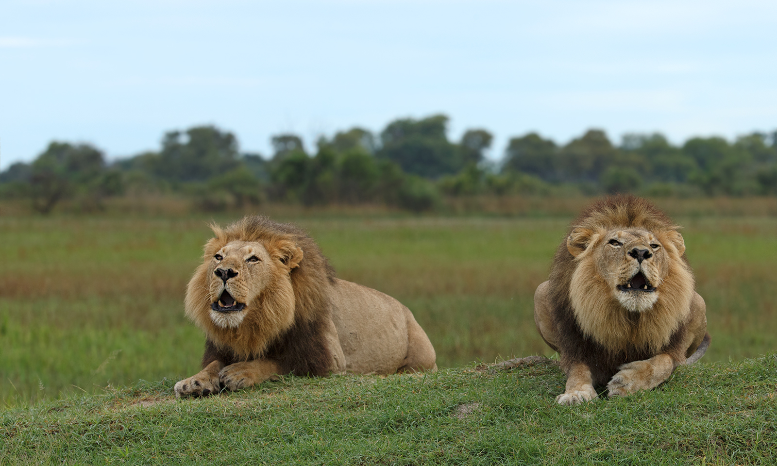 Two Tenors