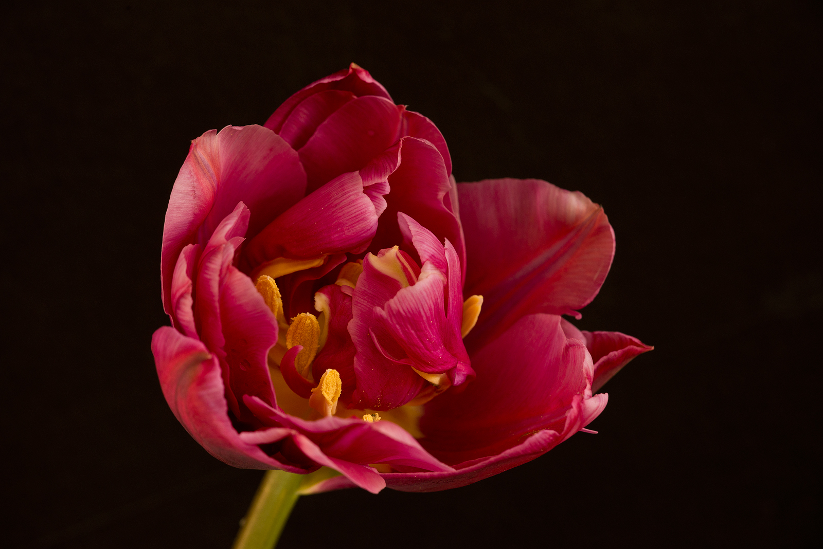 Intrinsic  tulip
