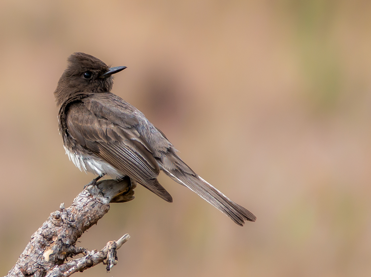 Black Phoebe