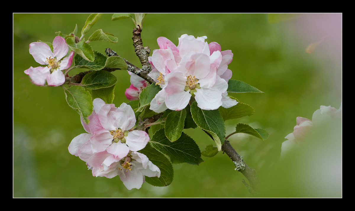 Apple Blossom #3
