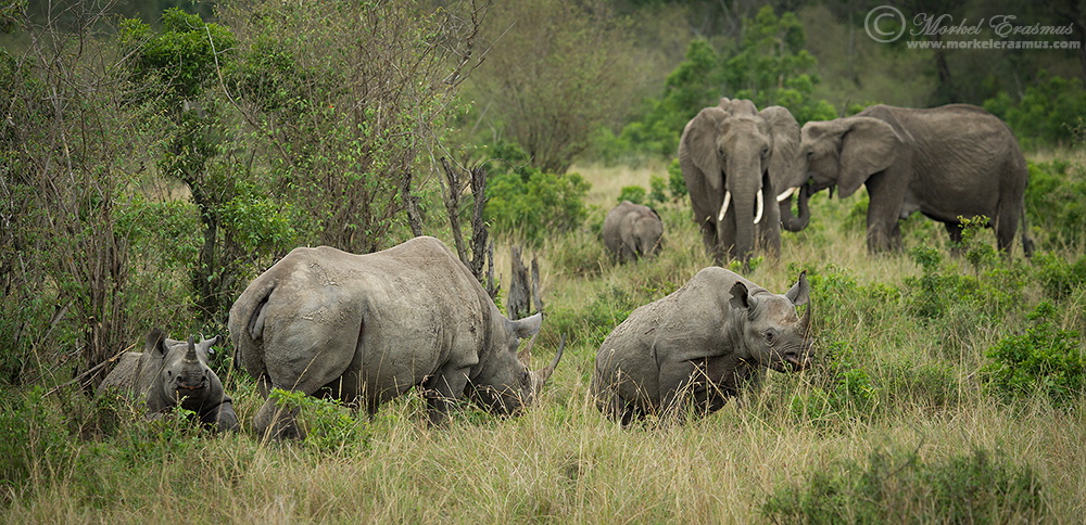 Six Pachyderms
