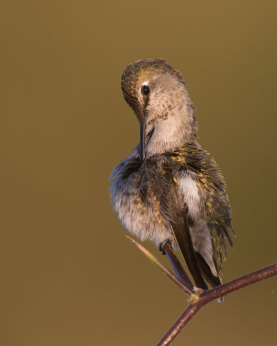 Preening Hummer