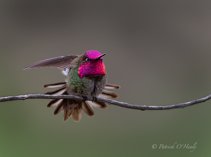 Anna's Hummingbird