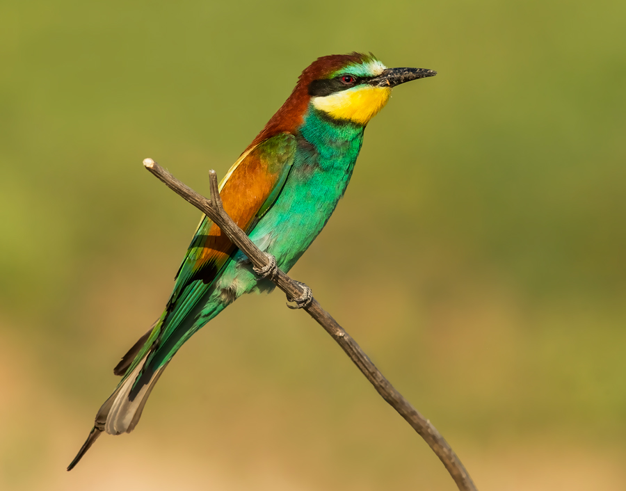colorful