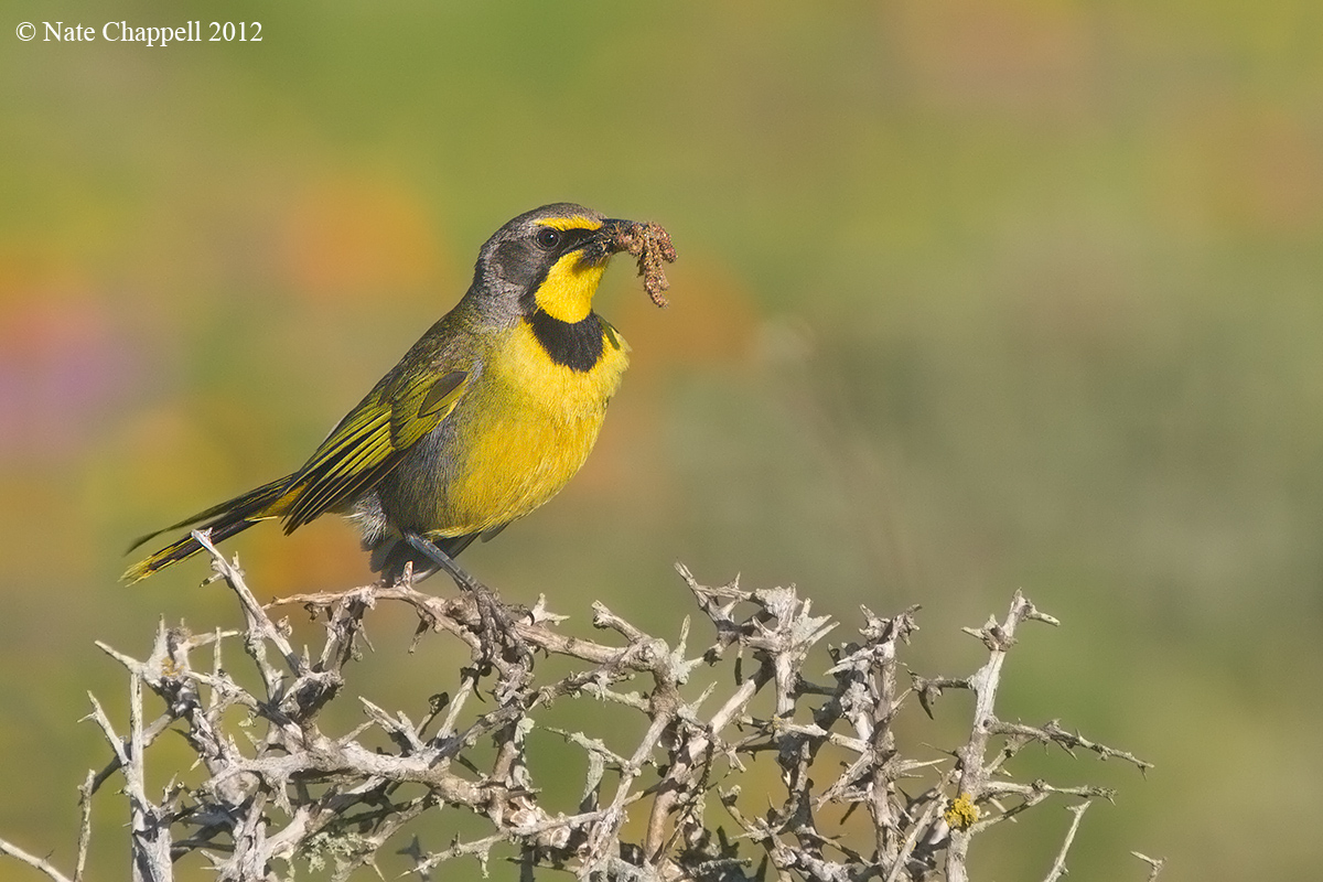 Bokmakierie (Shrike)