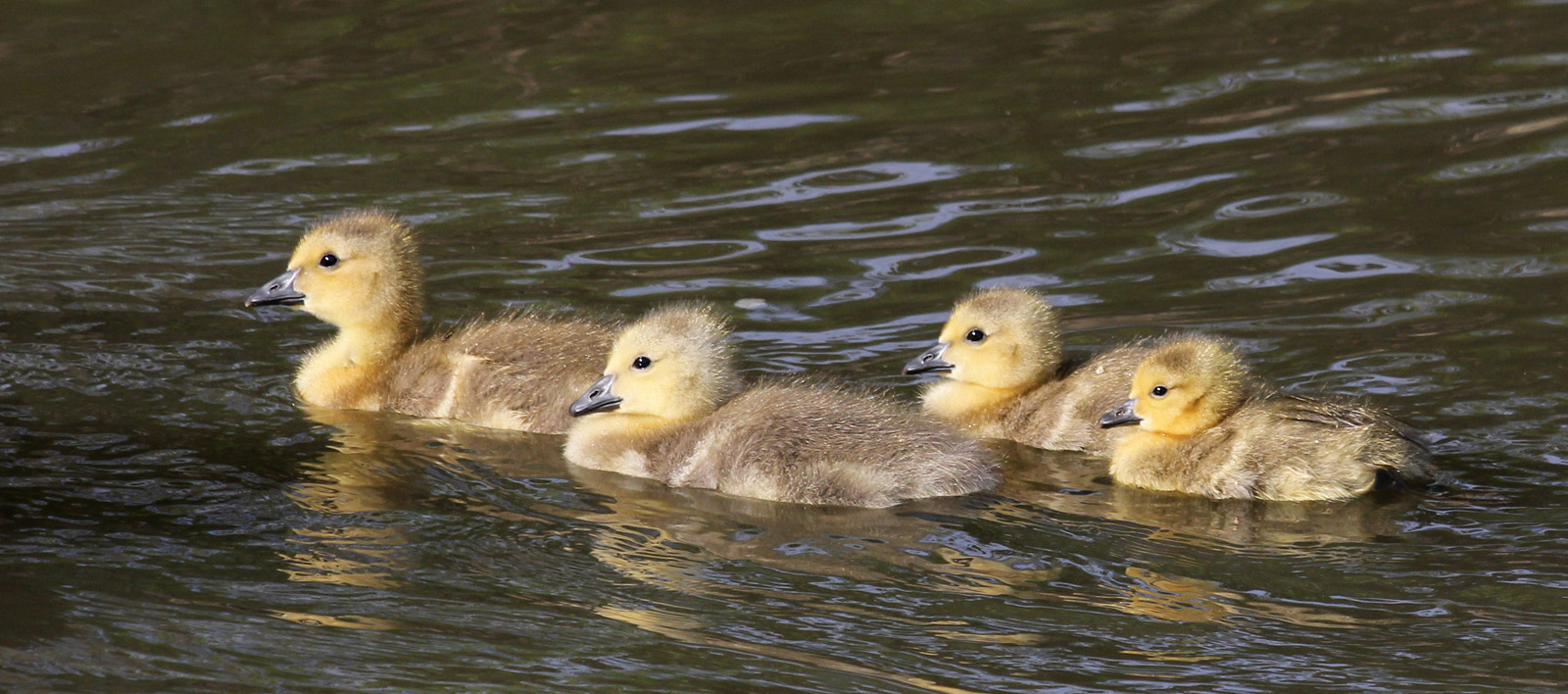 Little Canada Goslings
