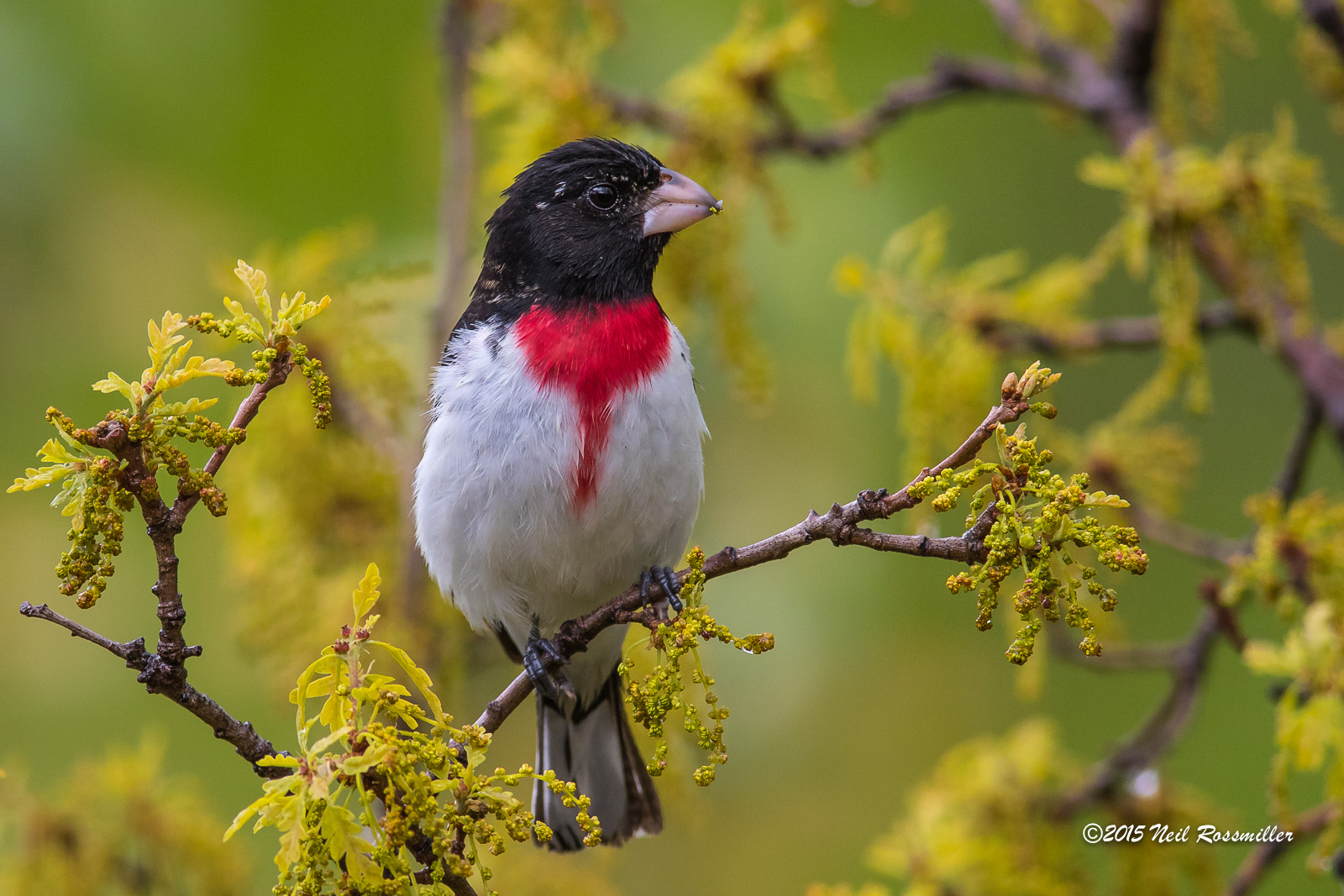 Rose-breasted Grosbeak