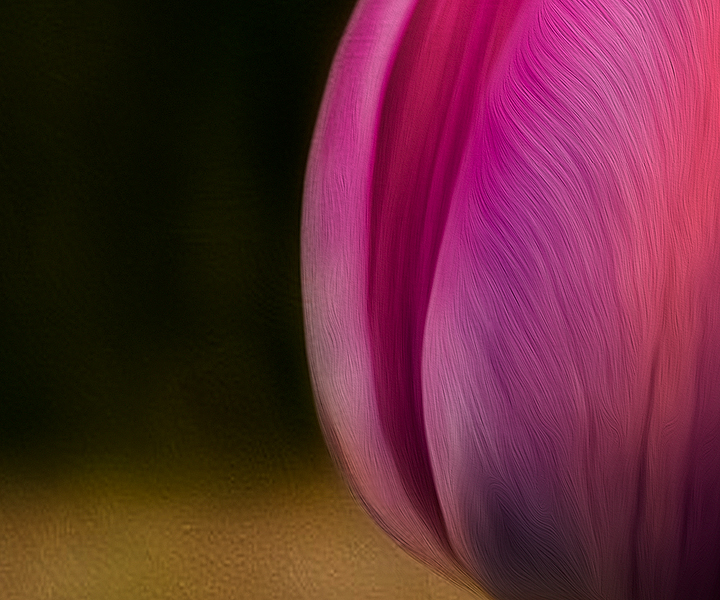 Tulips Again