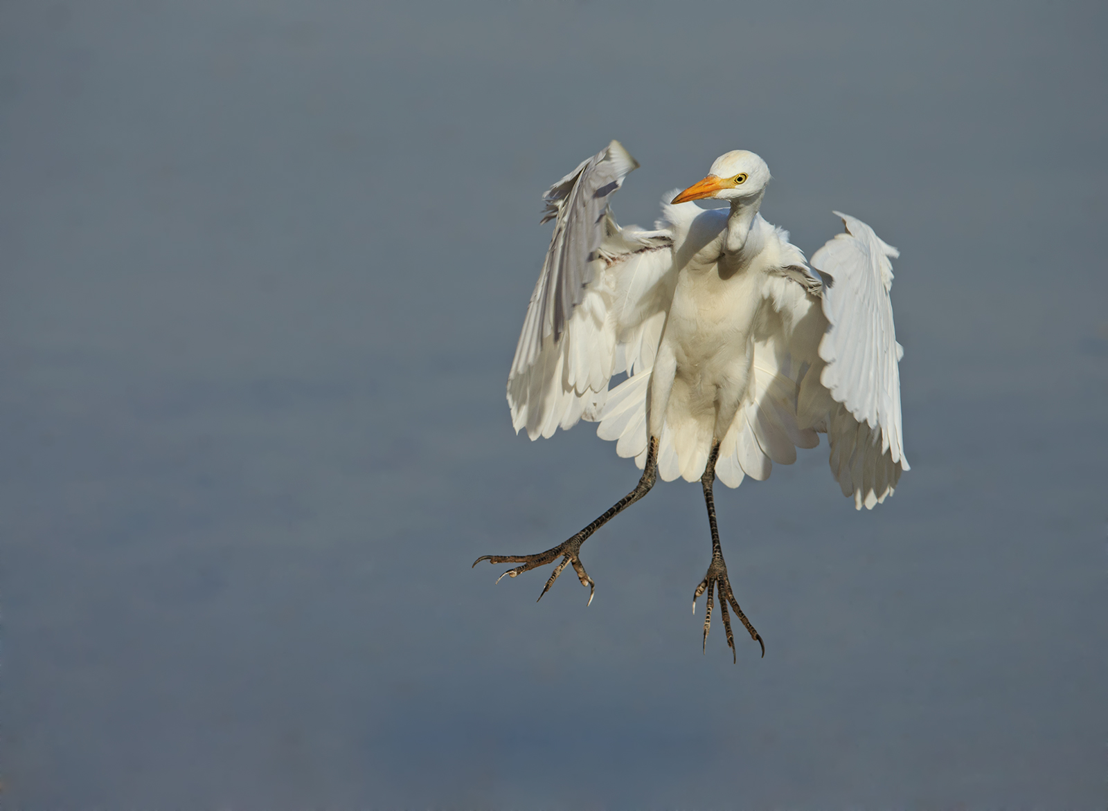 Great White Egret?