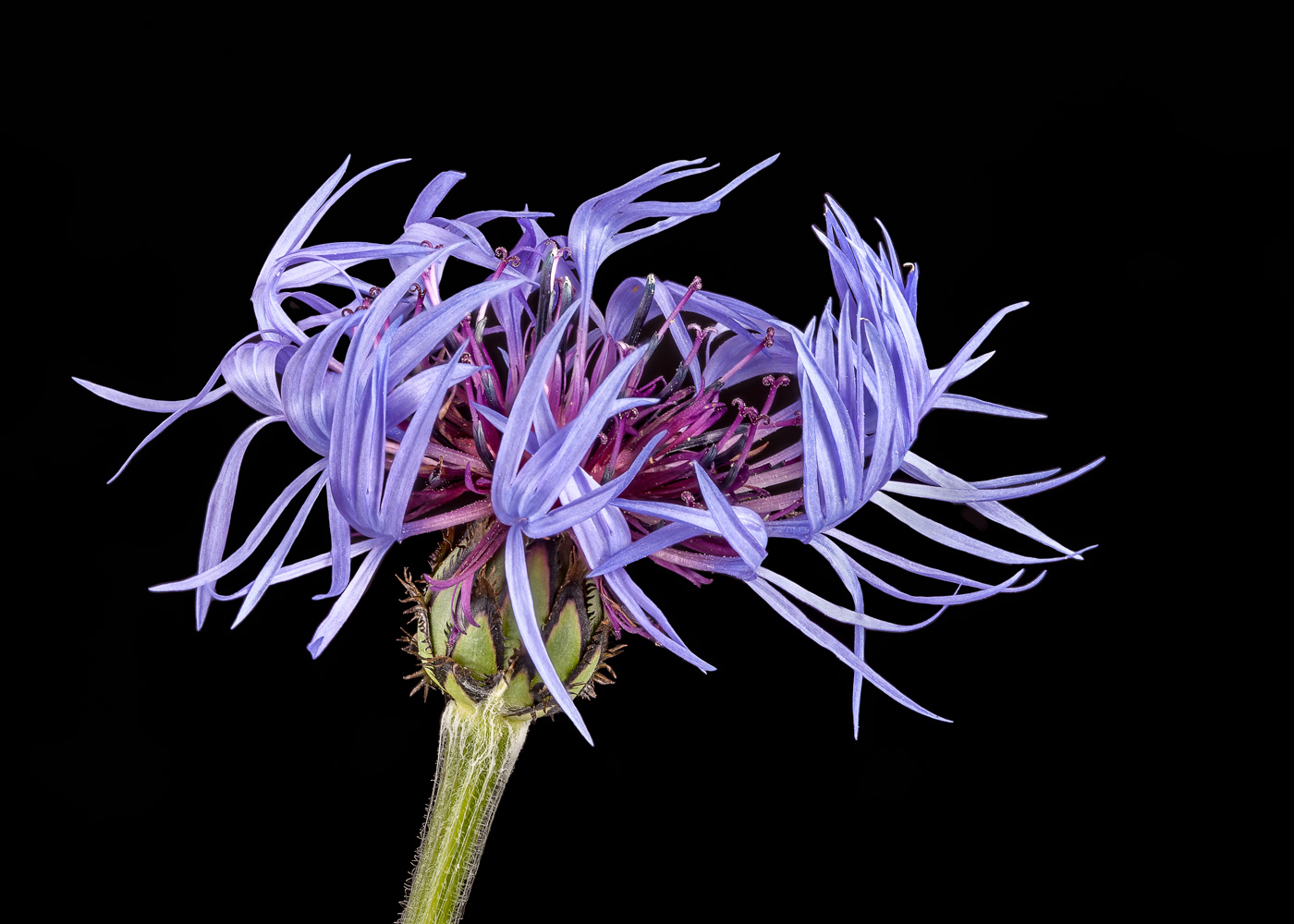 Centaurea