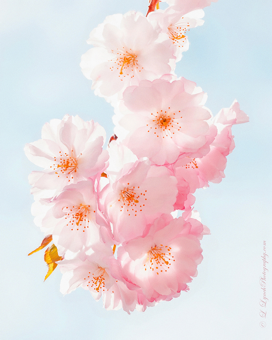 Lingering Spring