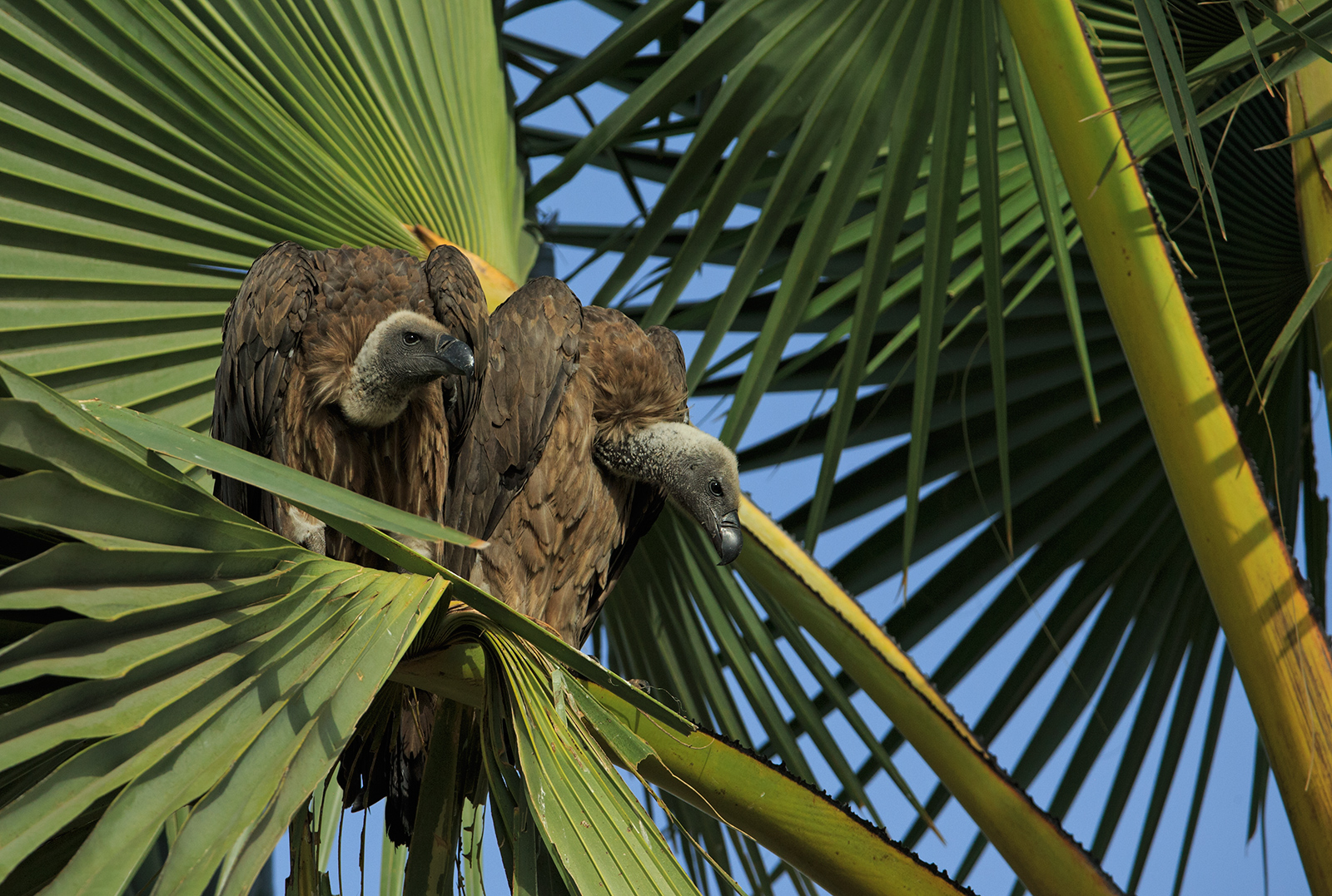Young Vultures
