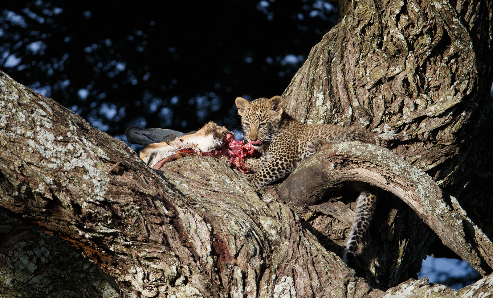 Breakfast for Leopard