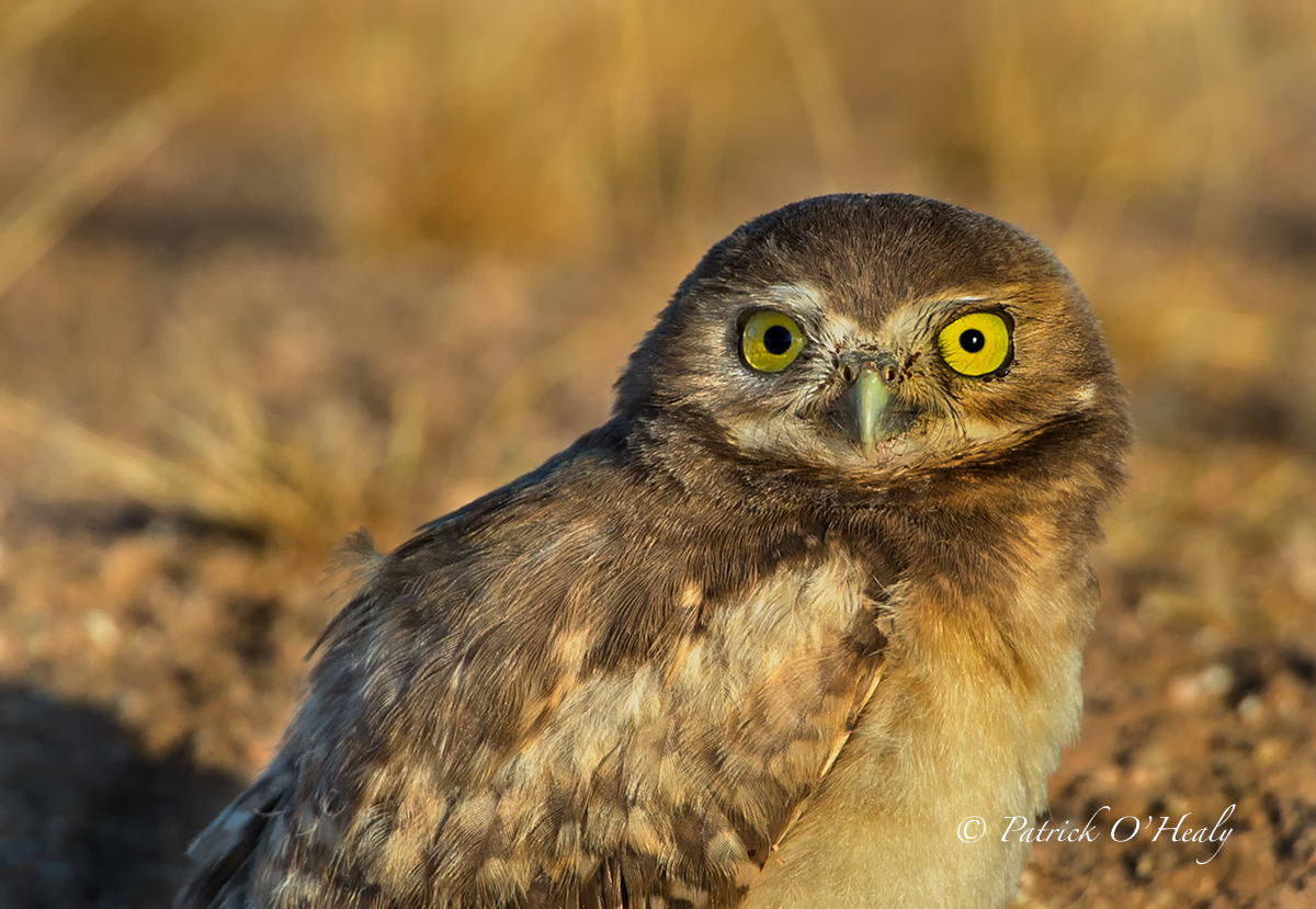 Juvenile Burrowing Owl