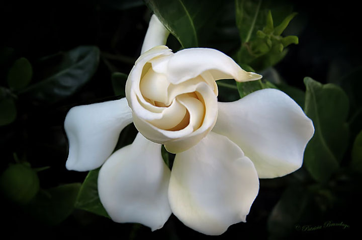 Gardenia