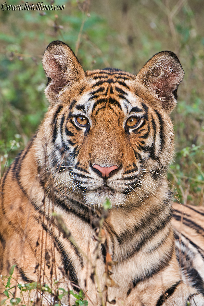 Tiger Up Close