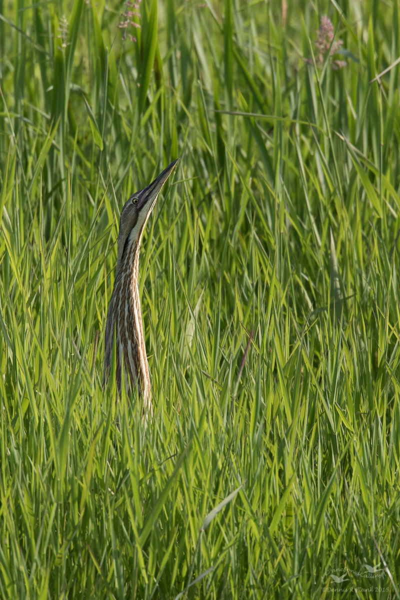 Bittern w room for legs