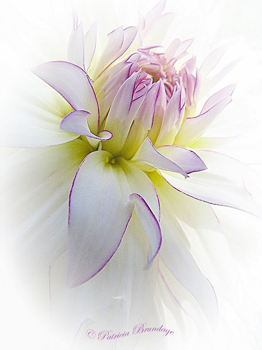 Dahlia Art