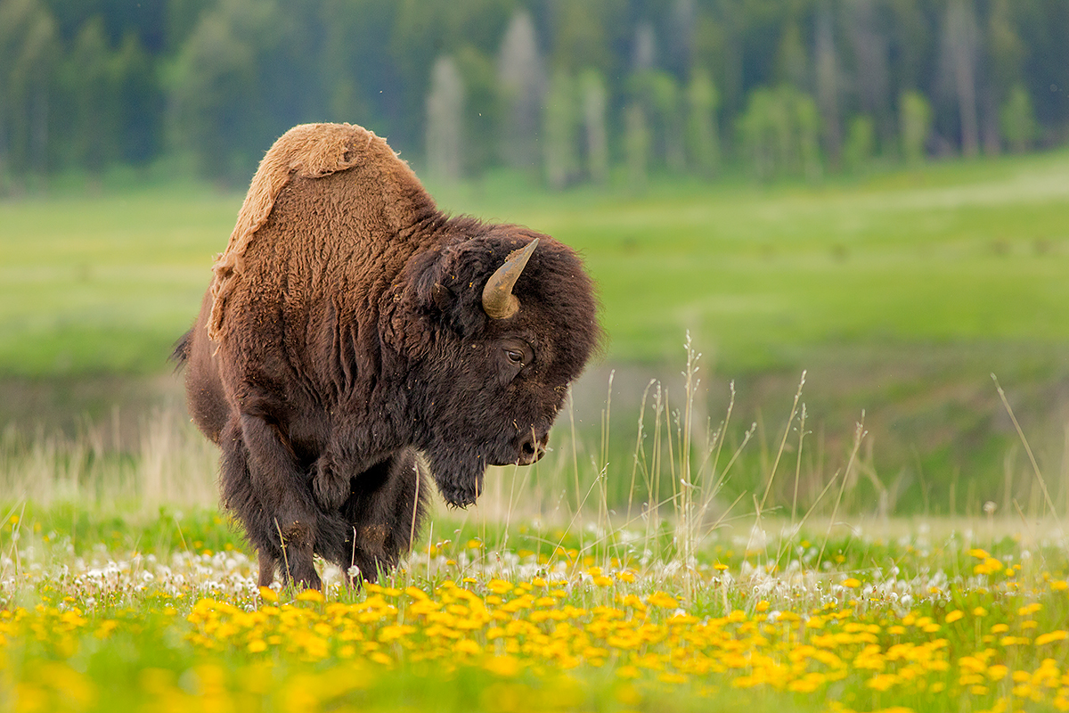 Lamar valley bison