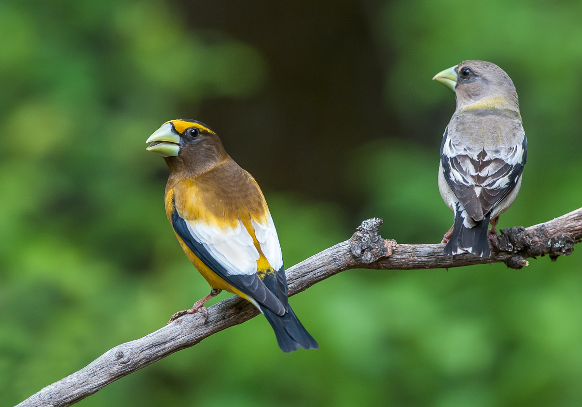 Evening Grosbeaks