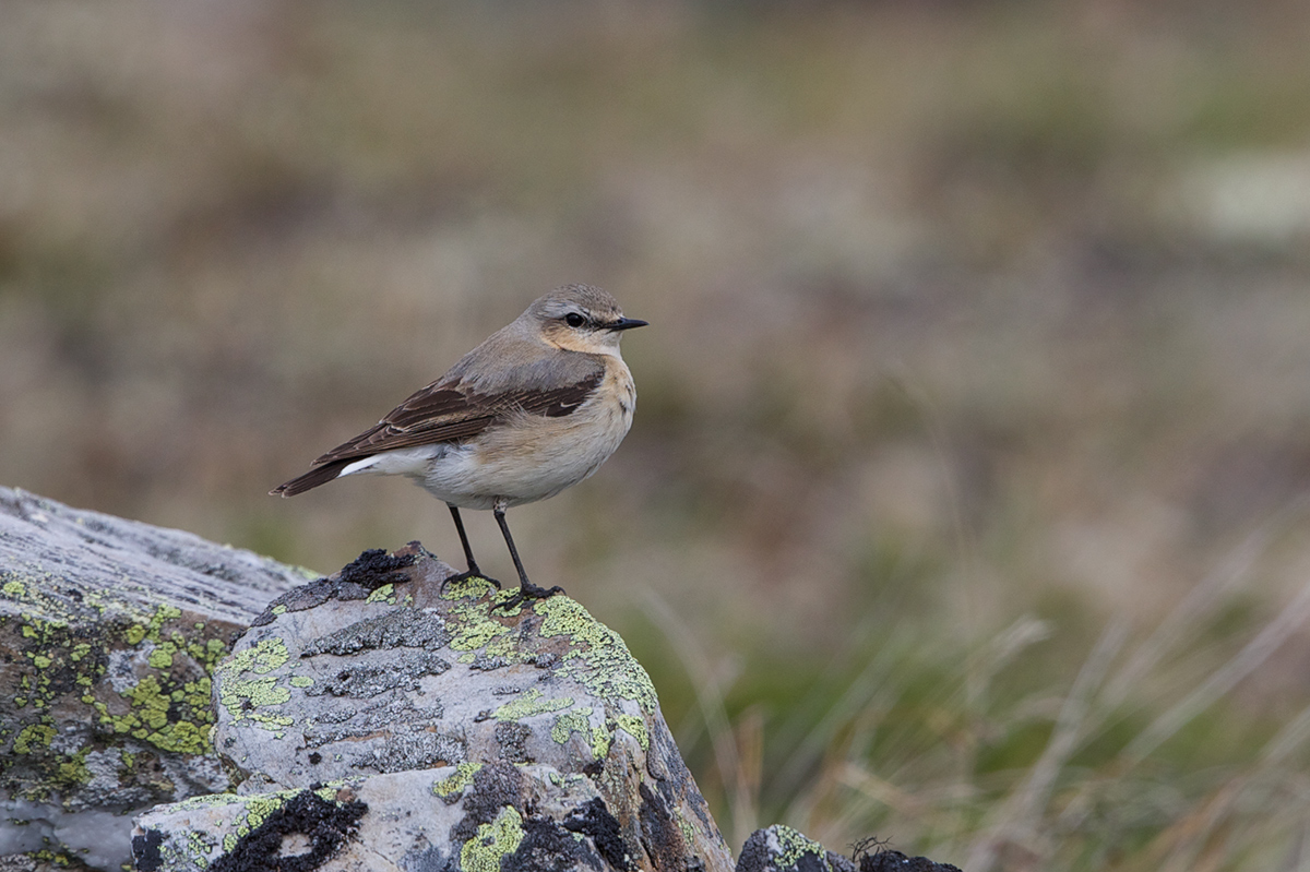 Northern Wheatear