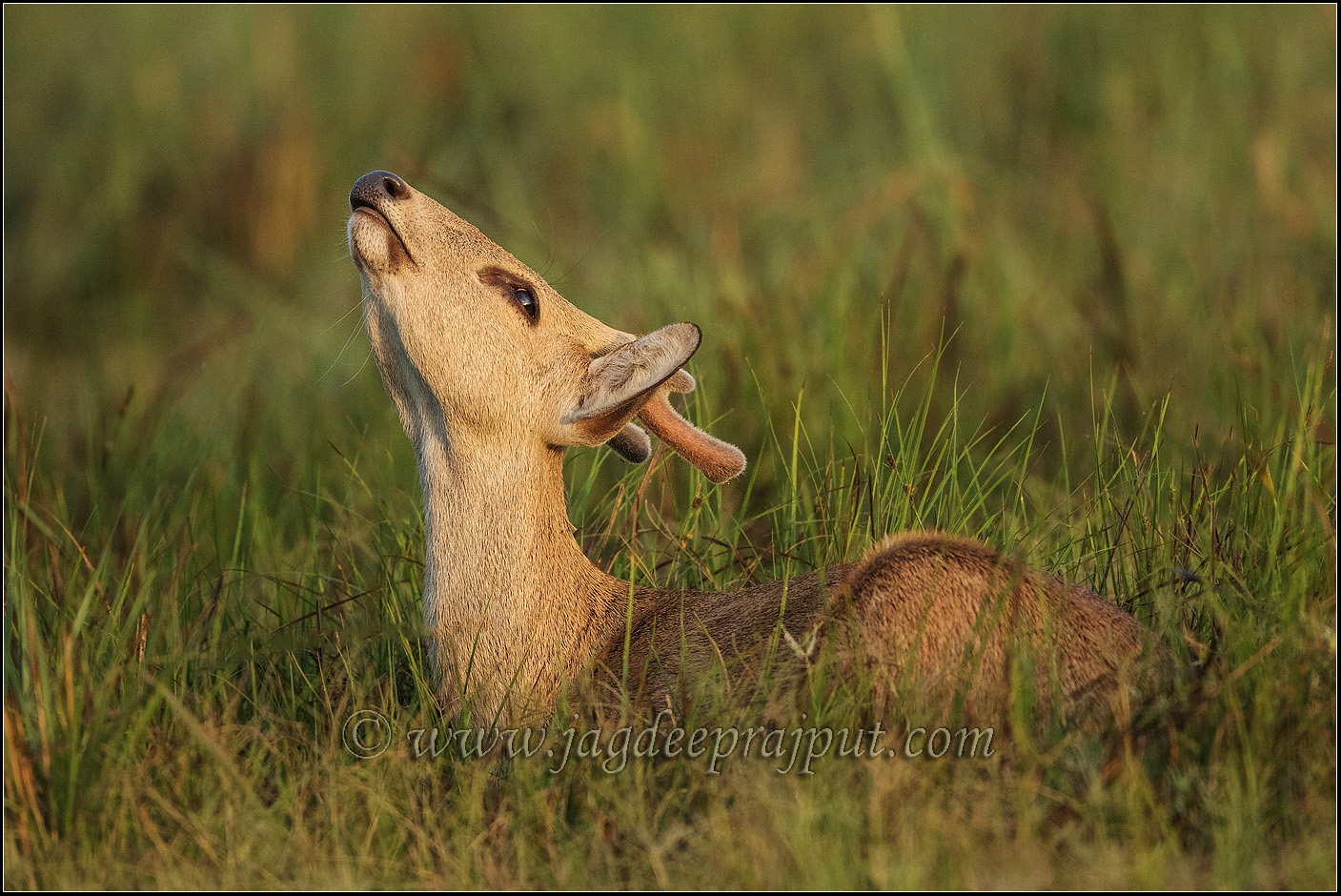 Hog Deer