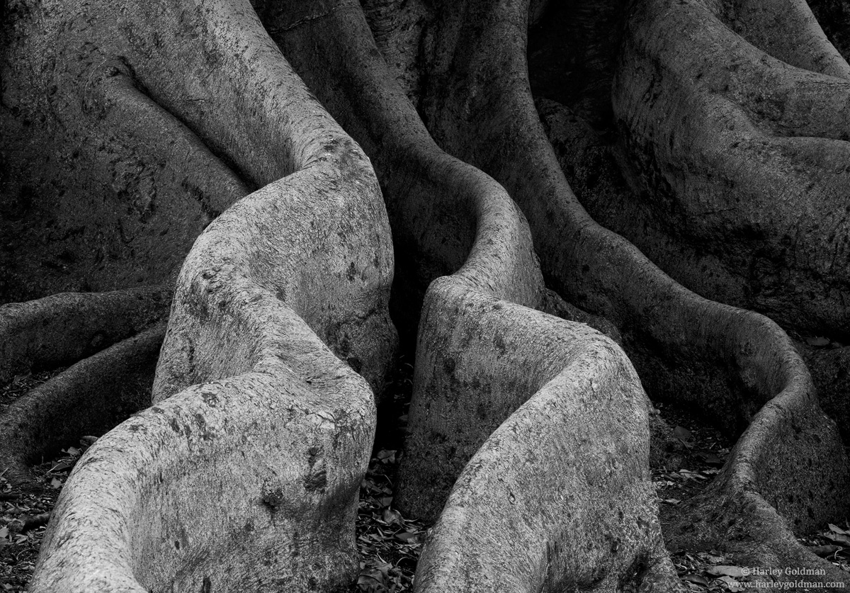 Fig Tree #3