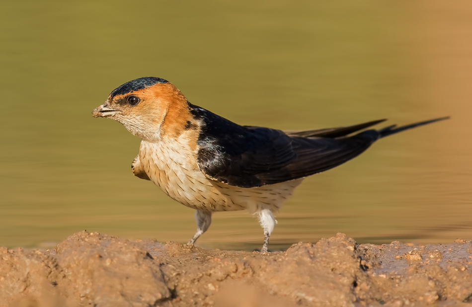 Red-rumped Swallow