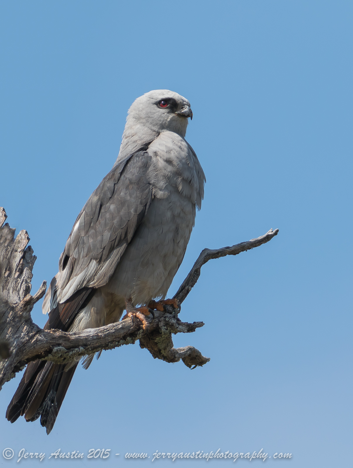 Mississippi Kite 4