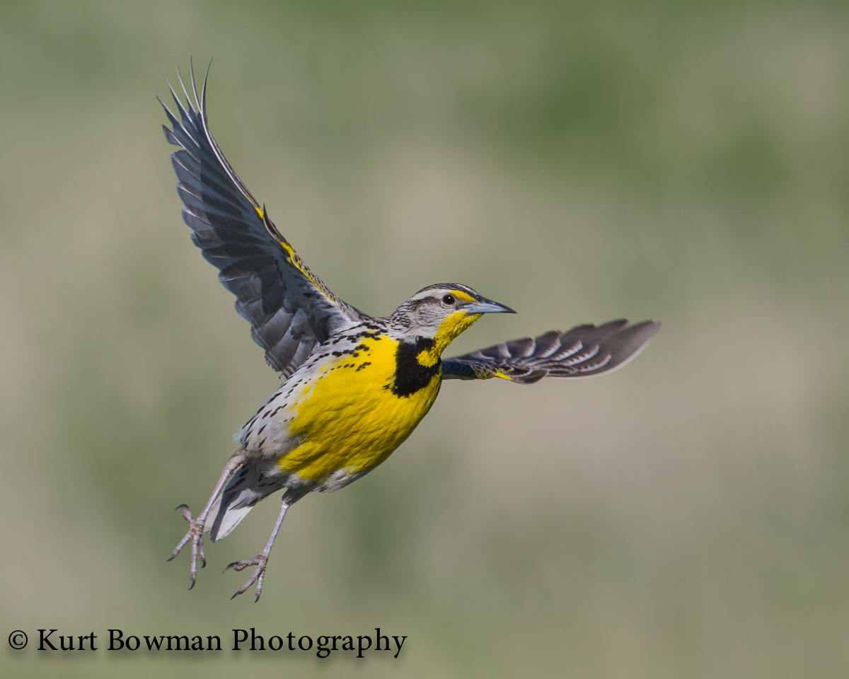 Meadowlark in Flight