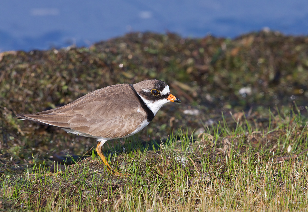 Semipalmated Plover