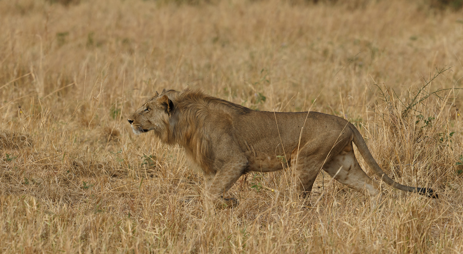 Hunting