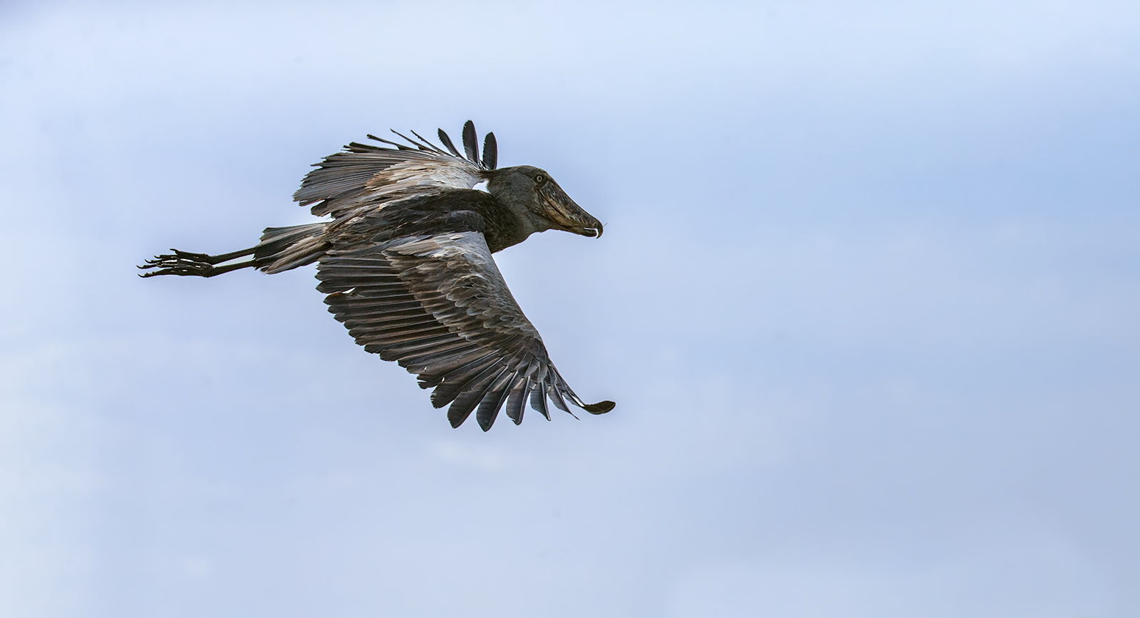 Flying Shoebill