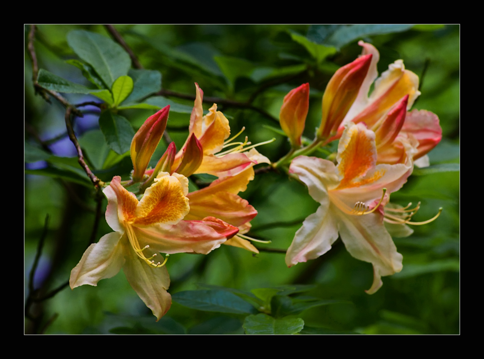 Flight of the Azaleas