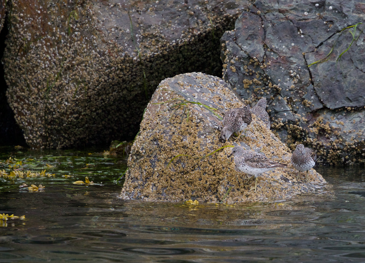 Cryptic Surfbirds